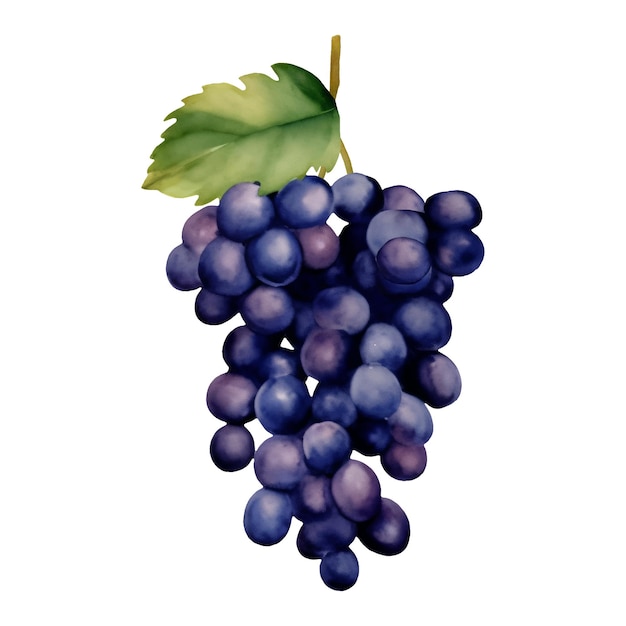 Uvas moradas con hojas aisladas Ilustración de pintura dibujada a mano