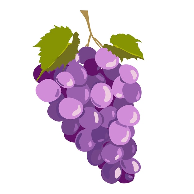 Vector uvas negras aisladas sobre fondo blanco ilustración vectorial en un estilo plano bayas moradas maduras para vino tinto emblema para jugo de menú de bodega