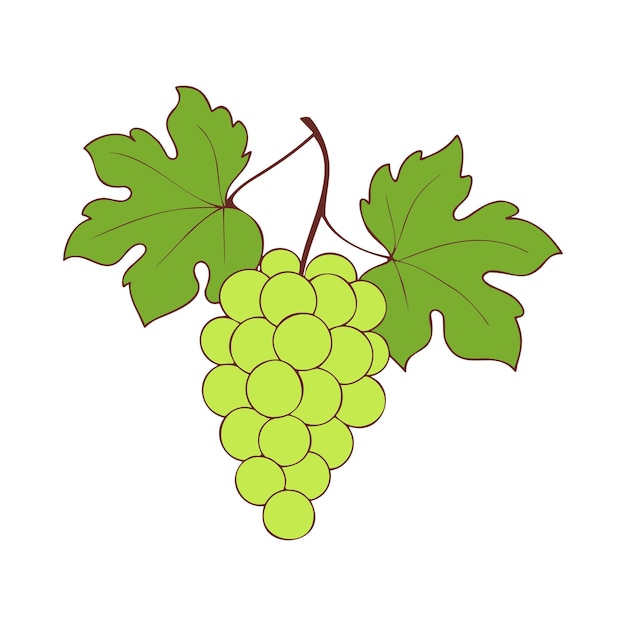 Uvas en la rama con bayas verdes y hojas sobre un fondo blanco