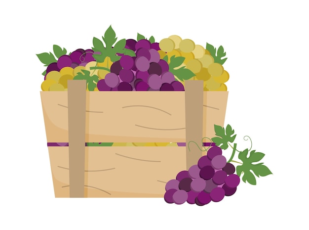 Uvas verdes y moradas en caja de madera cajón de uvas maduras bodega finca vinícola