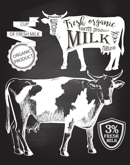 Vaca. Dibujado a mano. dibujo de tiza en la ilustración de vector de pizarra