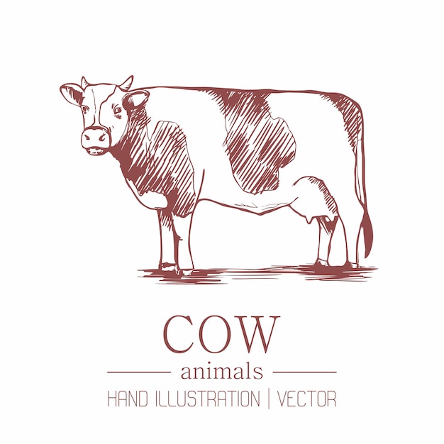 Vaca. Estilo vintage. Dibujo a mano.
