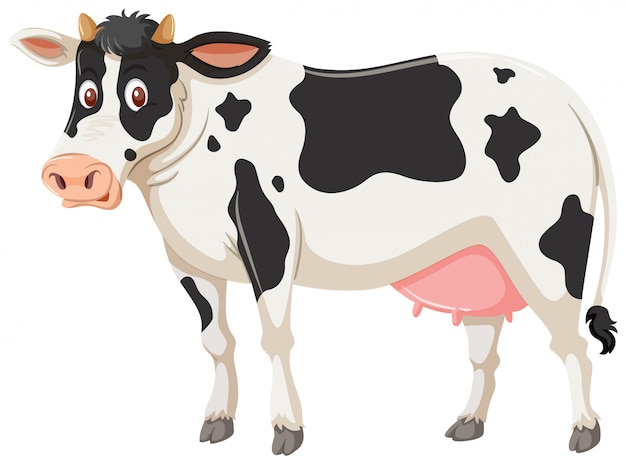 Una vaca sobre un fondo blanco