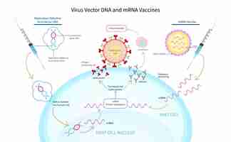 Vector vacunas de adn y arnm de vector de virus