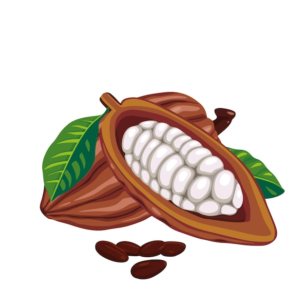 Vainas de cacao rojo oscuro fresco con media rebanada y frijoles aislados sobre fondo blanco