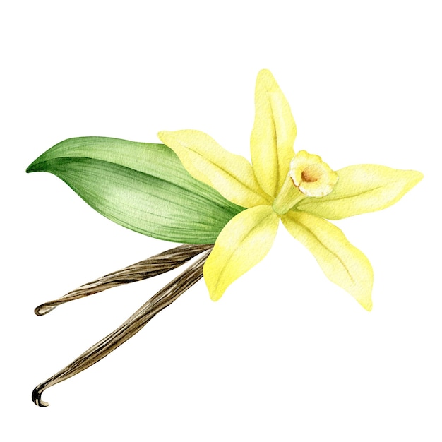 Vainas y hojas de vainas de flor de vainilla Ilustración de acuarela dibujada a mano Ingredientes para la cocina