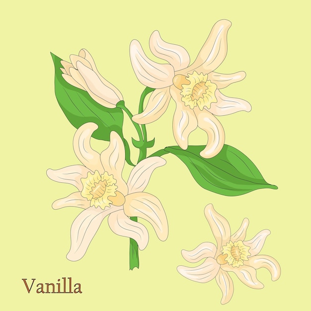 Vainilla Ilustración de una planta en un vector con flores.