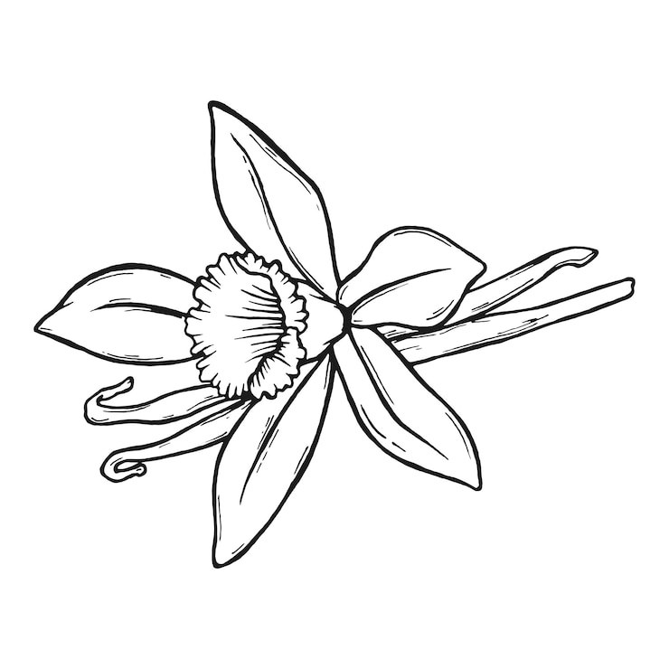 Vector vainilla de ilustración vectorial dibujada a mano. esquema ilustración vainilla.