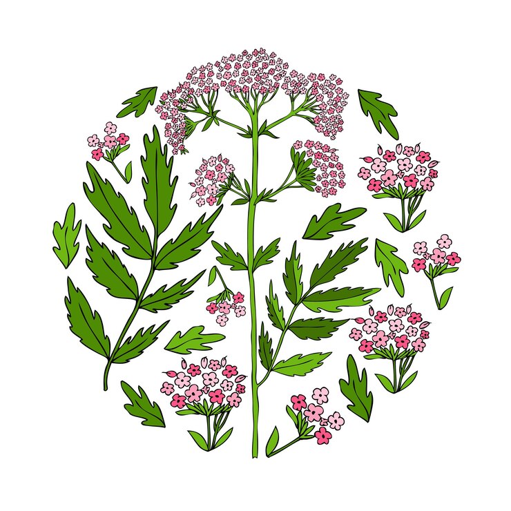 Vector valeriana officinalis es una ilustración vectorial de colores dibujada a mano