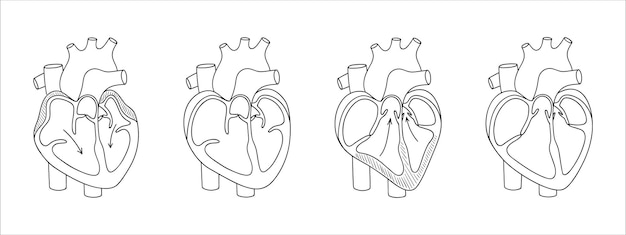 Vector las válvulas cardíacas función de la válvula cardíaca ilustración en estilo lineal