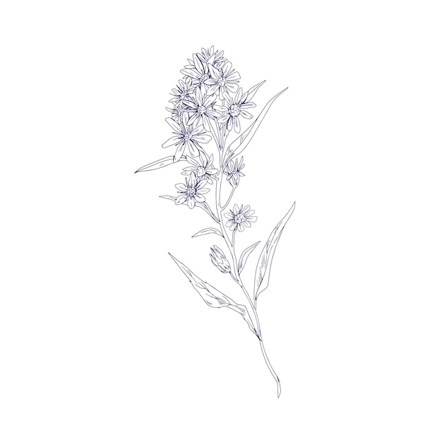 Vara de oro contorneada, flor de campo salvaje. Dibujo botánico vintage de plantas florales médicas. Hierba de Solidago nemoralis. Bosquejo detallado de flores silvestres. Ilustración de vector aislado sobre fondo blanco