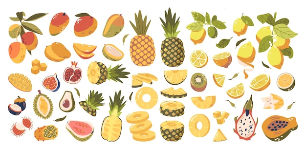 Varias frutas coloridas exóticas y cítricas dibujos animados frutas enteras y secciones transversales que muestran texturas