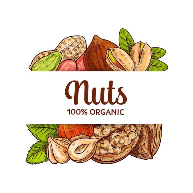 Vector varias nueces bosquejo vector banner