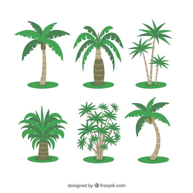 Vector varias palmeras tropicales