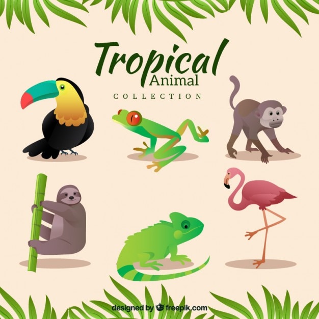 Variedad de animales tropicales