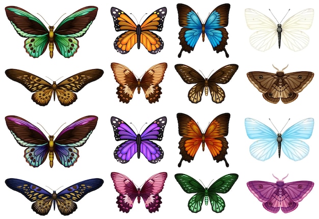 Vector una variedad colorida de ilustraciones de mariposas