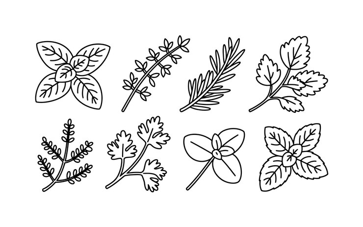 Vector variedad de hierbas albahaca romero tomillo cilantro y más