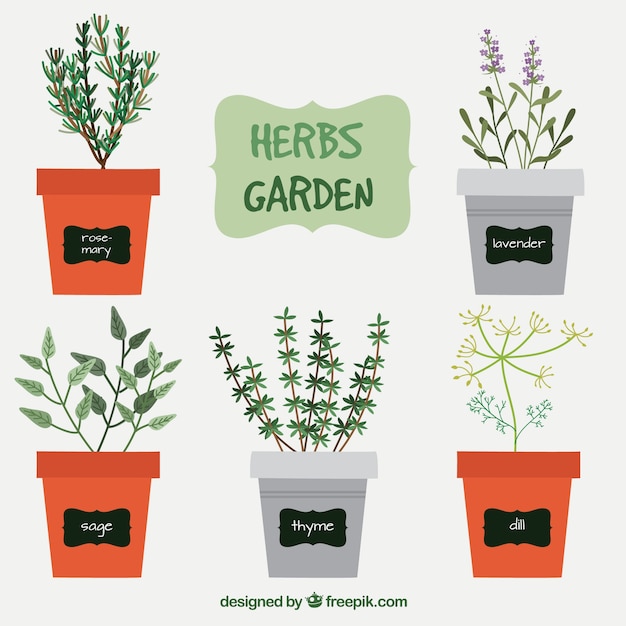 Vector variedad de hierbas de jardín