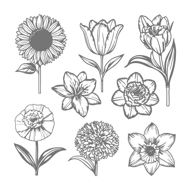 Una variedad de ilustraciones florales dibujadas a mano