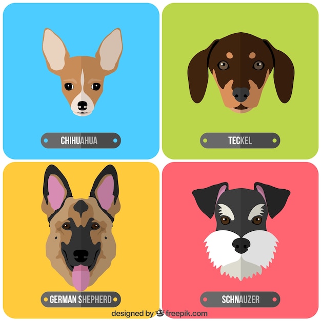Vector variedad de razas de perros