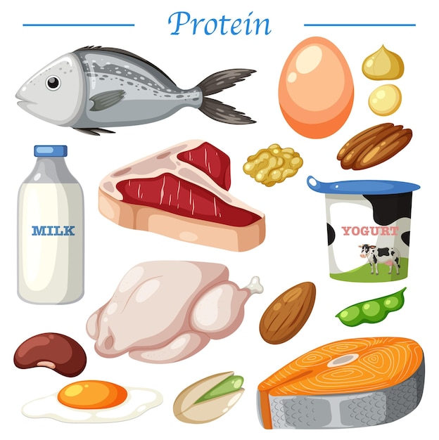 Vector variedad de vector de alimentos proteicos