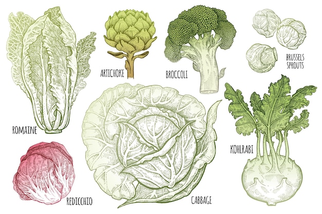 Varios tipos de gráficos de colores de repollo