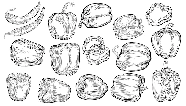 Varios tipos de pimientos dibujados a mano