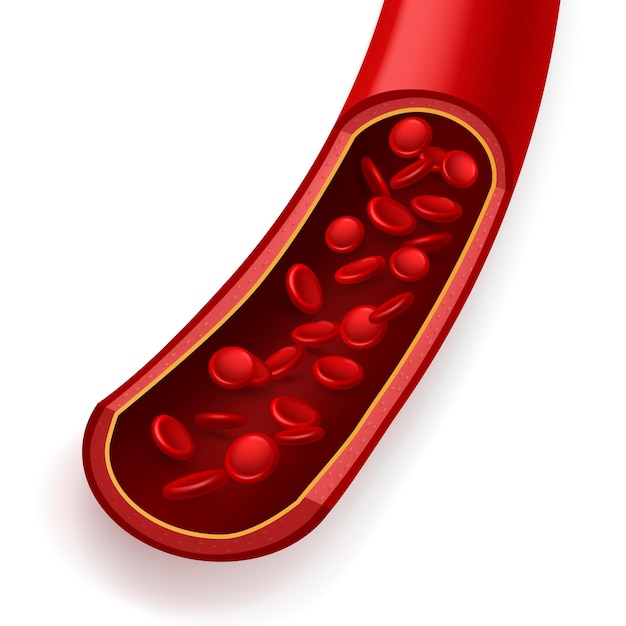 Vaso sanguíneo en la sección Flujo de partículas libres de la arteria coronaria sana normal Movimiento de eritrocitos Componentes del donante Microscopio Cartel de formación médica de glóbulos rojos Concepto vectorial