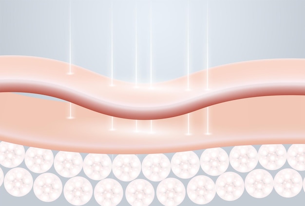 Vector 3D de crecimiento de fibras de colágeno y elastina después de la terapia con láser