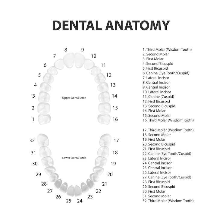 Vector vector 3d dientes realistas superior inferior adulto mandíbula vista superior concepto de anatomía ortodoncista esquema de dientes humanos plantilla de diseño de salud oral médica aislada de carillas de prótesis