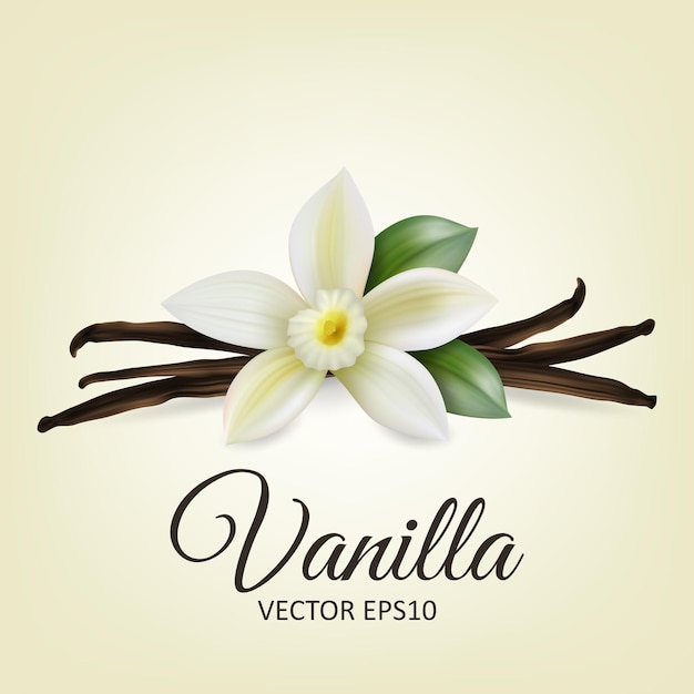 Vector vector 3d realista dulce flor de vainilla fresca con vainas de semillas secas y hojas conjunto primer plano aislado