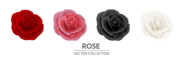 Vector 3d realista flor rosa icono conjunto primer plano aislado en blanco rojo rosa negro blanco rosa capullos rosas decorativas colección diseño plantilla de flor rosa clipart