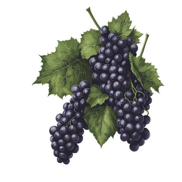 Vector de acuarela cabernet sauvignon clipart de uva de frutas de fondo blanco editable