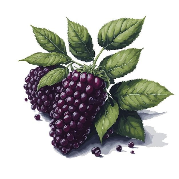 Vector vector de acuarela clipart de fruta de boysenberry original con fondo blanco editable