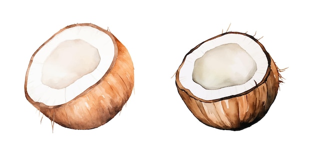 Vector de acuarela de coco fresco