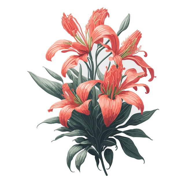 Vector acuarela coral lirio clipart floral de la flor