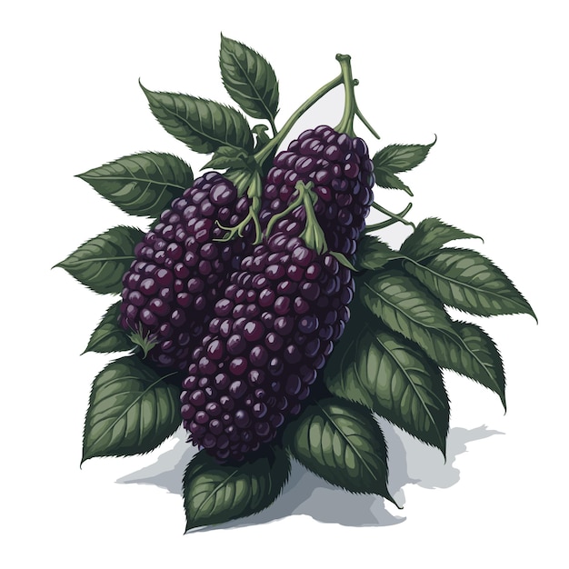 Vector vector de acuarela sin espinas boysenberry clipart de frutas fondo blanco editable