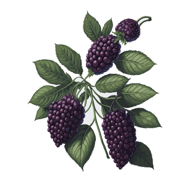 Vector vector acuarela sin espinas boysenberry fruta clipart fondo blanco editable