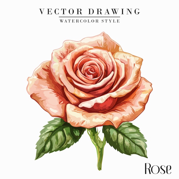 Vector de acuarela de flor de rosa estilo acuarela vintage
