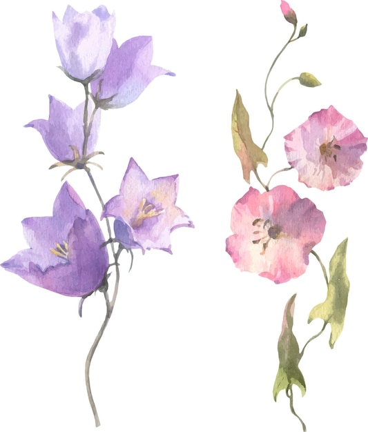 Vector de acuarela Flores de campo flor de campanilla y enredadera aislado sobre fondo blanco
