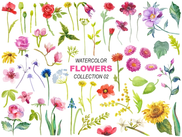 Vector acuarela flores ilustración clipart
