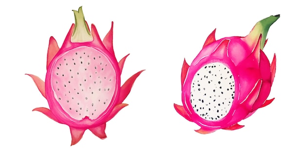 Vector vector de acuarela de la fruta del dragón