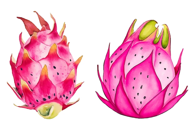 Vector de acuarela de la fruta del dragón