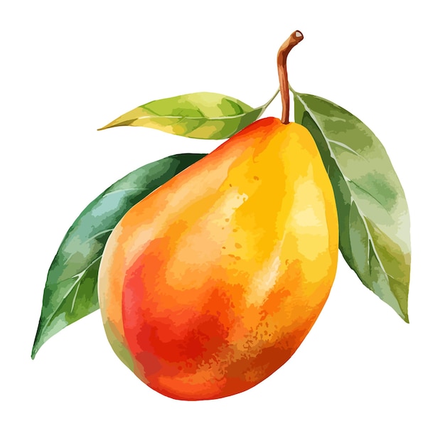 El vector de la acuarela de mango Clipart