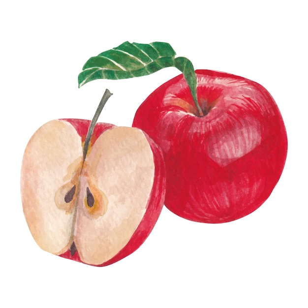 Vector de acuarela de manzana roja