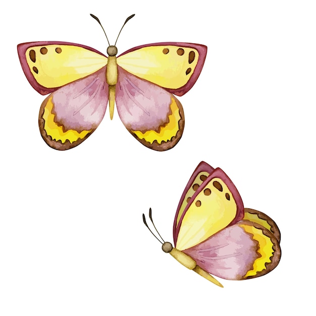 Vector de acuarela de mariposa, ilustración colorida. colores amarillos, marrones.