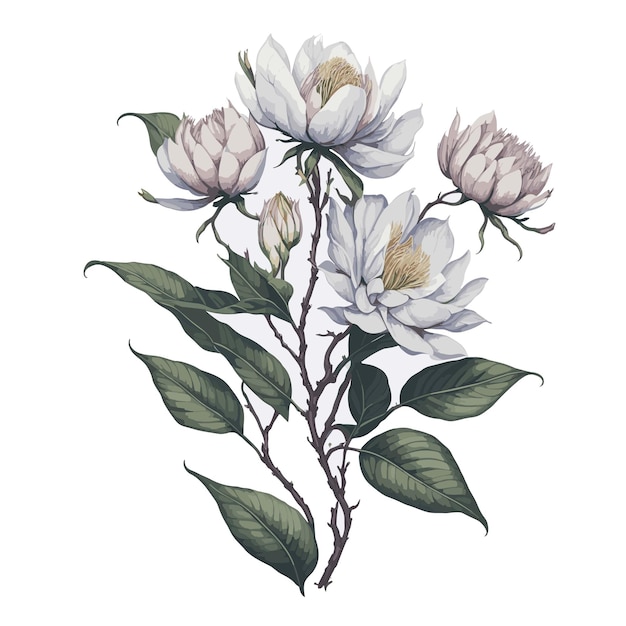 Vector acuarela oyama magnolia clipart flor floral editable