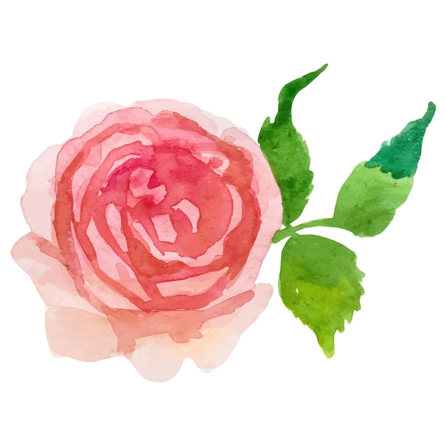 Vector acuarela pintada flor color de rosa elemento de diseño dibujado a mano aislado sobre fondo blanco