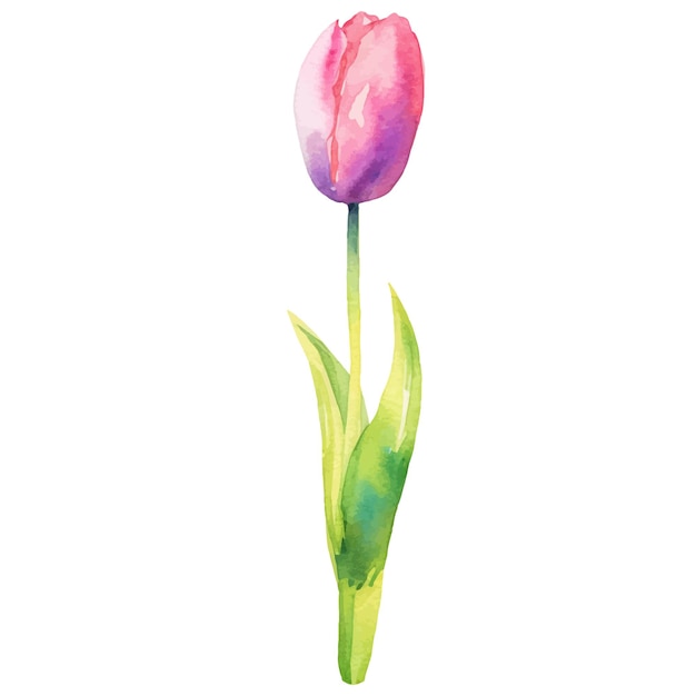 Vector acuarela pintada flor de tulipán elemento de diseño dibujado a mano aislado sobre fondo blanco