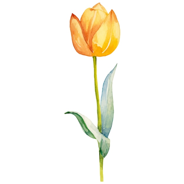 Vector acuarela pintada flor de tulipán elemento de diseño dibujado a mano aislado sobre fondo blanco